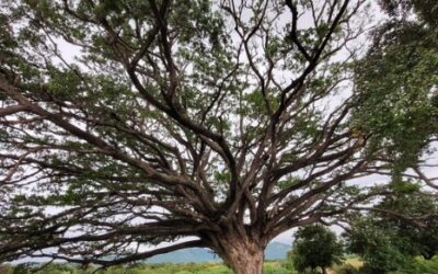 O conflito socioambiental em torno do projeto Santa Quitéria: um estudo das estratégias de legitimação empresarial